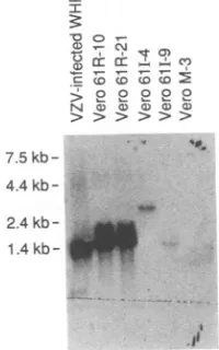 FIG. 2.V61I-4,transformedmembranepMTPORF61Rthedetectedindicatesdigests Southetn blot analysis of ORF61-specific sequences in Vero cell lines