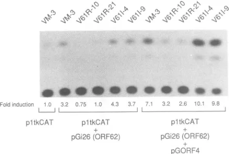 TABLE 2. Titration of HSV-1 wild type (KOS) and ICPOdeletion mutant (7134) stocks on MeWo celllines expressing VZV ORF61