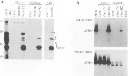 FIG. 5.weakwaspanelVacc-BZ-infectedExpressionVacc-BZ-infectedothercellsRNAdoubletsvacciniaBZLF1ers;asthetheaspecificabundantfectedprotein(incycletently doublet a Induction of Q/U/K-spliced EBNA1 transcripts in la- infected LCLs 12 h after infection with th