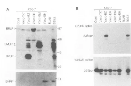 FIG. Screeningcombinantsferent 6. of vaccinia virus rec EBV lytic-cycle genes for their ab)ilities