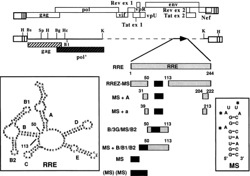 FIG.1.Theundershadeddenoteddenotedindicatedasteriskssitestructure Schematic diagram of HIV-1 LTR-linked gag expression plasmids containing RRE and RRE-MS chimeric inserts