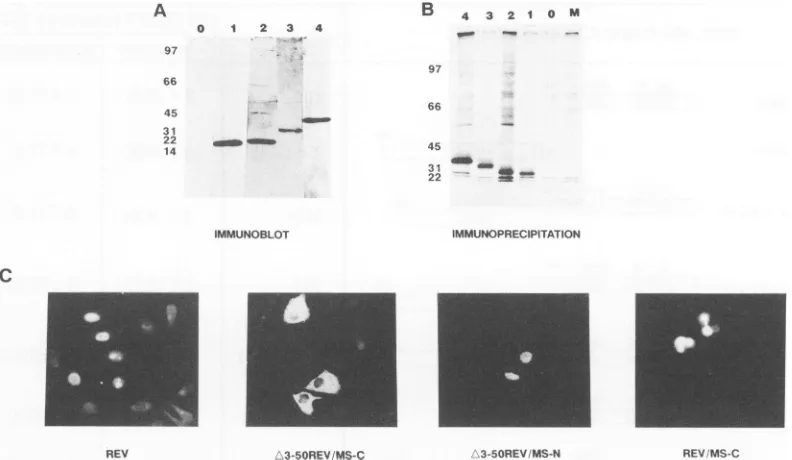 FIG. 2.3,preparedthetransfection;MolecularapproximatelyMethods.equivalent(A)SDS-polyacrylamideassay
