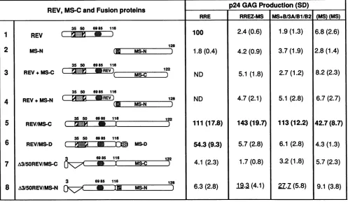 TABLE 1. In vivo responses of mutations in the MS sequence ofRREZ-MS to Rev and Rev/MS-C