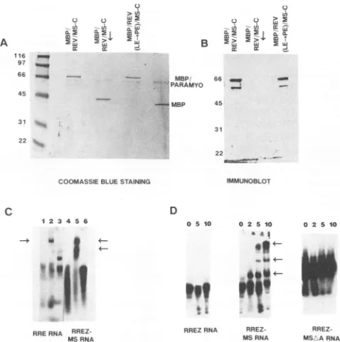 TABLE 2. Minimal heterologous RNA recognized by Rev/MS-C in vivo