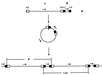 FIG.1.genomethe Structure and replication of the HSV genome. The figure shows the structure of the HSV genome and illustrates the potential for isomerization driven by the viral DNA cleavage/packaging system