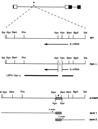 FIG. 2.HG52producedsequencelacks Structures of recombinant viral genomes. The upper portion of the figure depicts the structure of the tk region of the HSV-2 strain genome (wild type [WT])