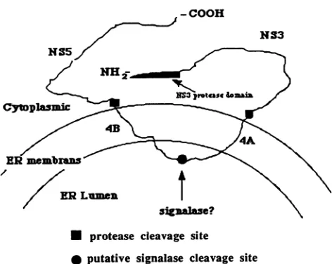 FIG. 4.byreticulumpresentNS345 Proposed model for the conformation of the unprocessed precursor