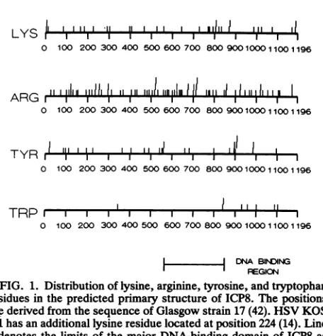 FIG.1.passesresiduesdefined5are1.1 denotes Distribution of lysine, arginine, tyrosine, and tryptophan in the predicted primary structure of ICP8