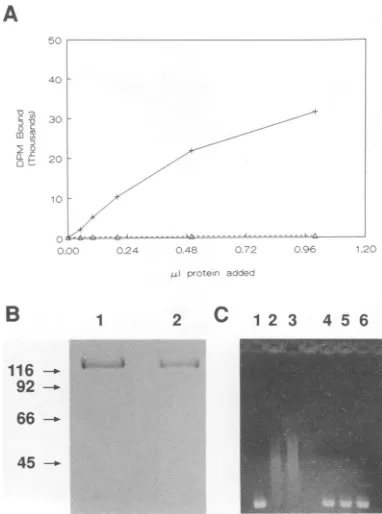 FIG. 2.wascelluloseprotein.ICP8.shiftLanes10 Modification of ICP8 with acetic anhydride