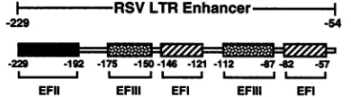 FIG.1.bothitBindingEFIII,sitessuggestedfootprintingrecognize has Schematic representation of the RSV LTR enhancer