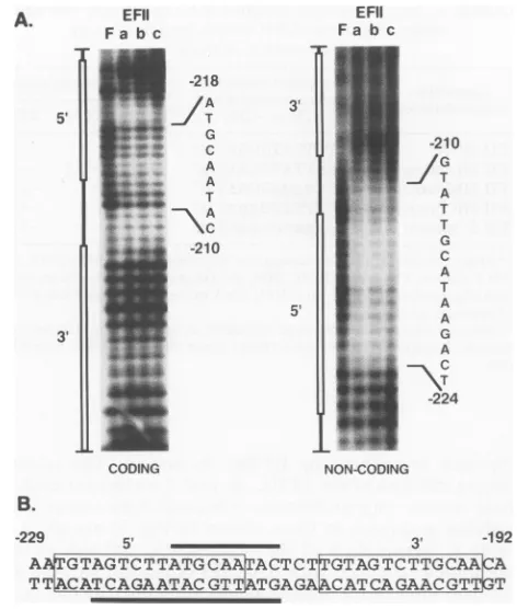 FIG. 4.withinofcisbarscontainingDNAresolutionprobenear-directnuclearendonuclease.thecodingcatedelement,(lanestrands a EFIIa, EFIIb, and EFIIc protect the same nucleotides the EFII cis element