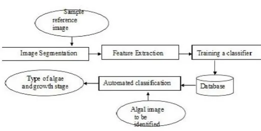 Figure 1a: Steps for algal classification and identification of growth patterns  