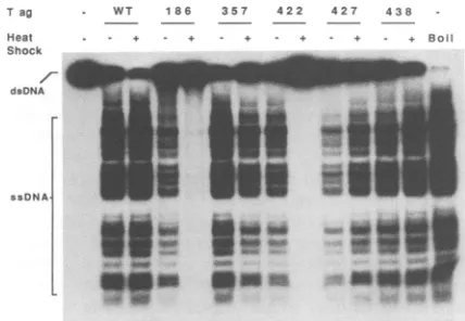 TABLE 1. Temperature sensitivity of WT and mutant T-antigenATPase actIvitiesa