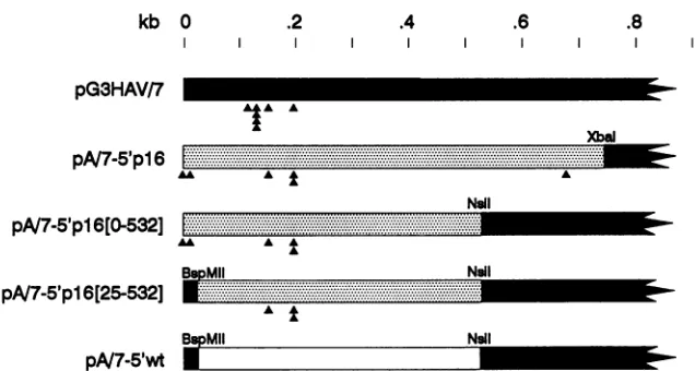 TABLE 1. Phenotypes and 5'NTR mutations of HM175virus variants