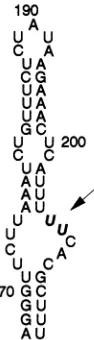 FIG. 7.HM175/wtHM175/p16(U Proposed secondary structure of part of domain III of the 5'NTR (1)