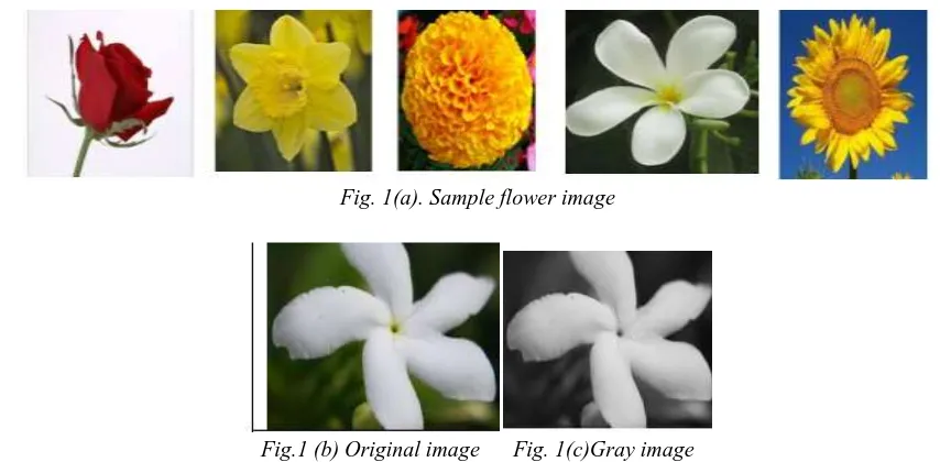 Fig. 1(a). Sample flower image 