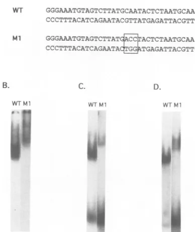 FIG. 2.molecularDNA-proteinfractionstionkDa,crudeunlabeledSDS-polyacrylamidealmolar oligonucleotide Identification of al LTR-binding proteins after renatura- from SDS-polyacrylamide gel slices
