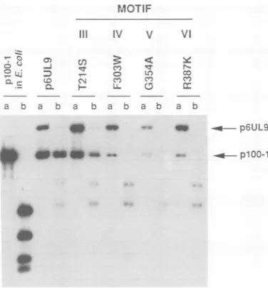 FIG. 5.variousgrownmotiftion(T214A),superinfectedKOSfectedsample,heading TRC assay of UL9 proteins with additional mutations in III