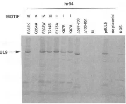 FIG. 8.Pairsusedand TRC assay of UL9 proteins with insertions 6i, 7i, and 8i deletion mutation A597-703