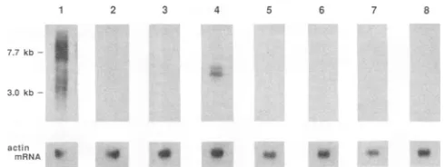 FIG. 3.EcoRI-digestedfiltereven-numberedsenseinserteachinspecificpMD96,fromProbessequences(laneslatedhyde each RNA blot analysis of insert sequencesin pNO220, pMD37, and pMD66