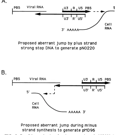 FIG. 4.toUnderlined the Analysis of QT6 cell DNA adjacent to sequences related to the insert sequences in pNO220