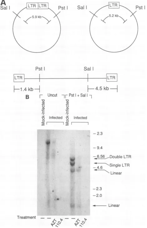 FIG. 1.orofsupernatantsDNAformseachpermarkersand treated C8166 Effect of AZT and 110.4 antibody on unintegrated viral levels in HIV-1-infected C8166 cells