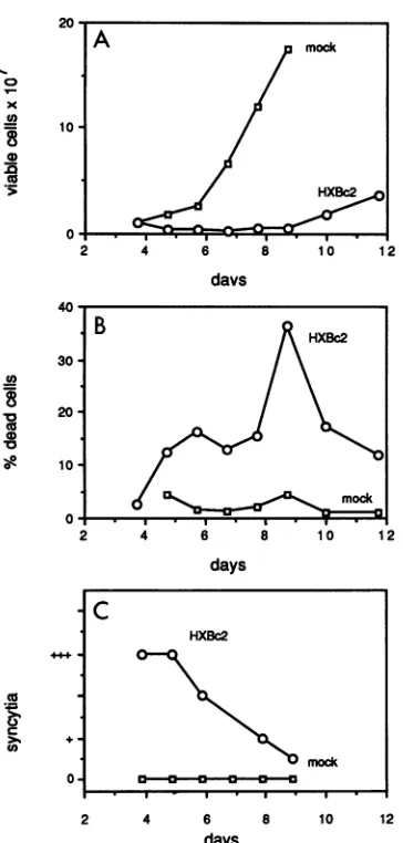 FIG. 4.withofcytes.lymphocytes2ml;single syncytia syncytia Cytopathic effects of HIV-1 infection of Jurkat lympho- (A) Effect of HIV-1 infection on the viability of the Jurkat infected with the HXBc2 strain of HIV-1 (0) compared that of mock-infected Jurka