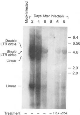 FIG. 6.Jurkatobservedphocytes.ofcytessizesantibody,ug/ml, molecular Unintegrated viral DNA in HIV-1-infected Jurkat lym- Unintegrated viral DNA derived from Hirt supernatants in a Southern blot at various times following infection of lymphocytes with the H