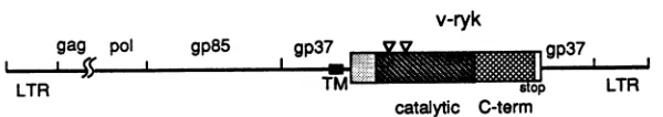 FIG.~~~~~~-virus.3'nucleotideThismarksisB).domain, underlined. portion 3. cDNA sequence and structure of the 3' portion of the RPL30 virus