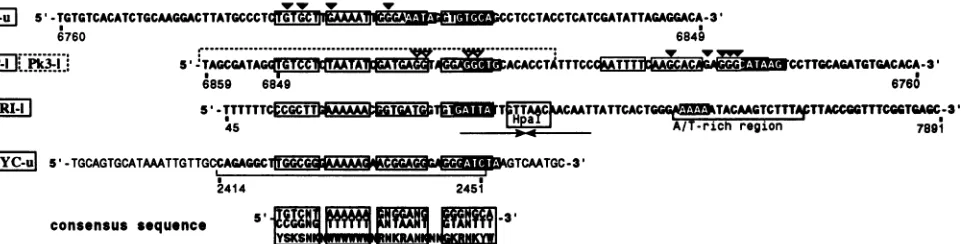 FIG. 9.fouroligonucleotidepolymerasefootprinting.are Contact points of SPSF I and II. White letters in black boxes in the four oligonucleotides binding to SPSF I and II indicate T4 DNA stops
