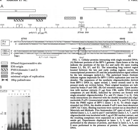 FIG.HpaI(A) 1. Cellular proteins interacting with single-stranded DNA. Relevant portions of the BPV-1 genome