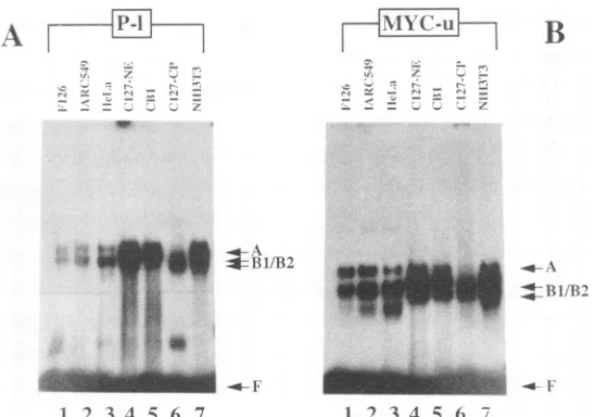 FIG. 3.bindincubated,cytoplasmicBecause(lane6 in SPSF I- and II-binding activities occur in extracts of cells from different sources