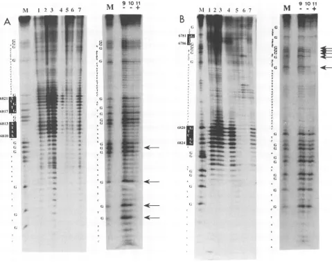 FIG. 7.offootprintingpolyacrylamide-SDS-ureaP-iP-i)asabsenceindicateMethylationtheand a described T4 DNA polymerase and methylation interference footprinting experiments with SPSF I andII