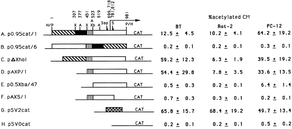 FIG. 1.separatedlysates(H).sequence Localization of LR promoter activity. Cells were transfected with various plasmids (10p.g)