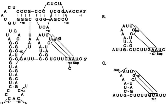 FIG. 1.wild-typebyThemutationmutantpseudoknot Secondary structure model of the 3' noncoding region of TYMV RNA