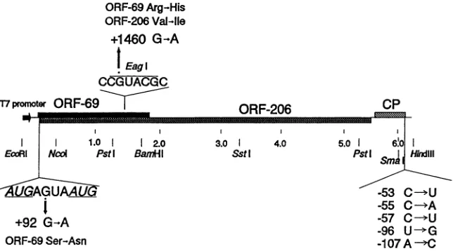FIG. 2.mutationshasnumberedORF-206, Diagram of pTYMC, the genomic cDNA clone from which infectious transcripts can be generated with T7 RNA polymerase