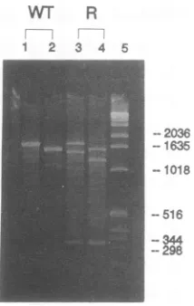 FIG. 3.TYMCwild-typetionTYMC-G96/U53probedindicatedA+1460RNases.andbaseprobe;probe;mutation(1.55i.e., Localization of the A+ 1460 mutation by RNase protec- analysis