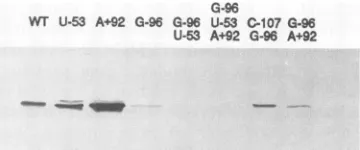 FIG. 4.wereprobedusingplasts1-naphtholininoculationRepresentative Table Coat protein accumulations in Chinese cabbage proto- inoculated with wild-type (wt) and mutant TYMC transcripts
