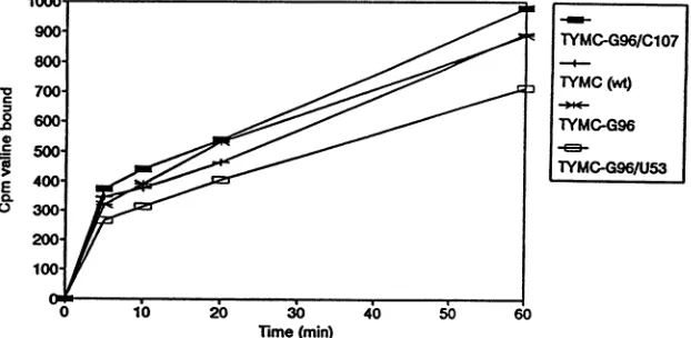 TABLE 3. In vitro valylation properties of 3' genomic fragmentsa