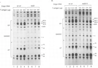 FIG. 2.ontractreaction(lanesare Effect of T-antigen levels on the induction of structural changes in the wild-type on and in on DNA molecules mutated in the AT or EP