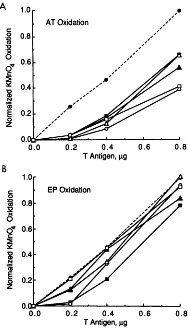 FIG. 3.bsl8ATplasmid,thebandsamountsminedanalysisnormalizedand(nucleotidesand Effect of T-antigen levels on KMnO4 oxidation in the EP AT tract of on DNA molecules mutated on the late side 1 to 31)