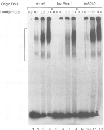 FIG. 6.onofbs22TheThecontainingtiontheplexes,then(A), T Quantitation of the effect of on mutation on the forma- of the ATP-dependent complex by T antigen
