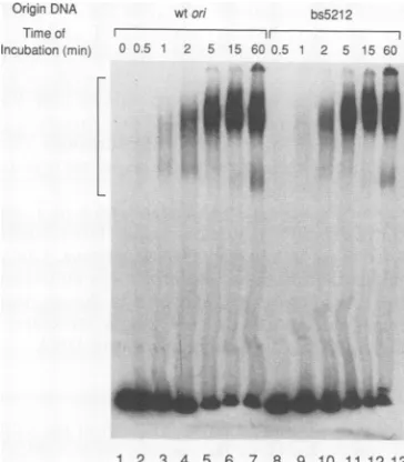 FIG. (min)werebs4gelofgendeterminedcomplexthroughtimes.autoradiography, formation 8. Quantitation of the effect of on mutation on the kinetics of the ATP-dependent T-antigen-on complex