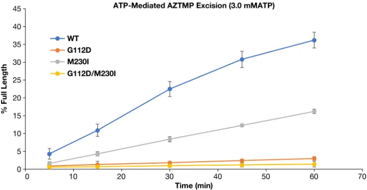 FIG 9 Effects of the various mutations on the ability to excise the AZTMP blocking group from the end of a primerusing ATP as the pyrophosphate donor