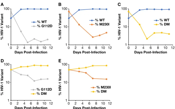 FIG 5 Competition assays were performed with pairs of HIV-1. HuT-R5 cells were infected with WT HIV-1 and G112DHIV-1 (A), WT HIV-1 and M230I HIV-1 (B), WT HIV-1 and G112D/M230I HIV-1 (double mutant [DM]) (C), G112D HIV-1and G112D/M230I HIV-1 (DM) (D), or M