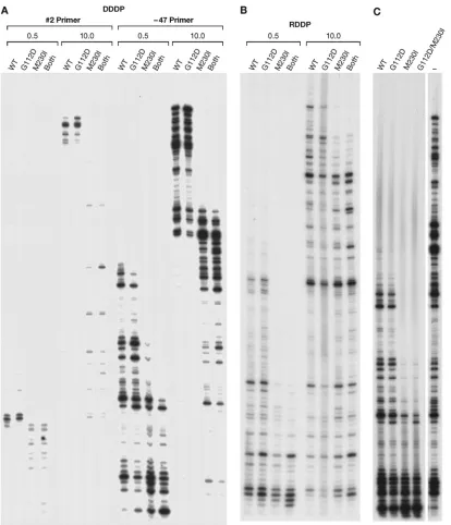 FIG 6 DNA-dependent DNA polymerase (DDDP), RNA-dependent DNA polymerase (RDDP), and processivity activities of the RT