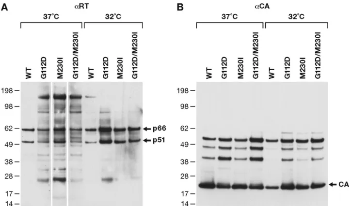 FIG 7 RT incorporation and processing in HIV-1 particles. The viruses are limited to a single cycle of replication.Equal amounts of WT and mutant virus (as measured by p24) were prepared from cells that were infected at either37 or 32°C