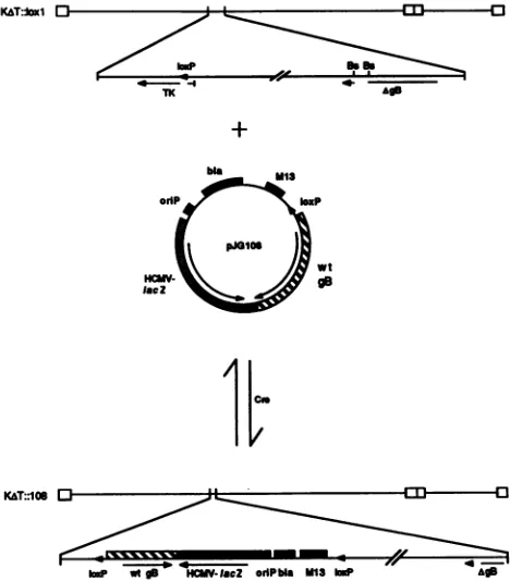 FIG. 1.Thederived HSV-based Cre-lox site-specific recombination system. target virus for site-specific recombination, KAT::lox1, was from KAT, and its genome contained (i) a cis-acting site-