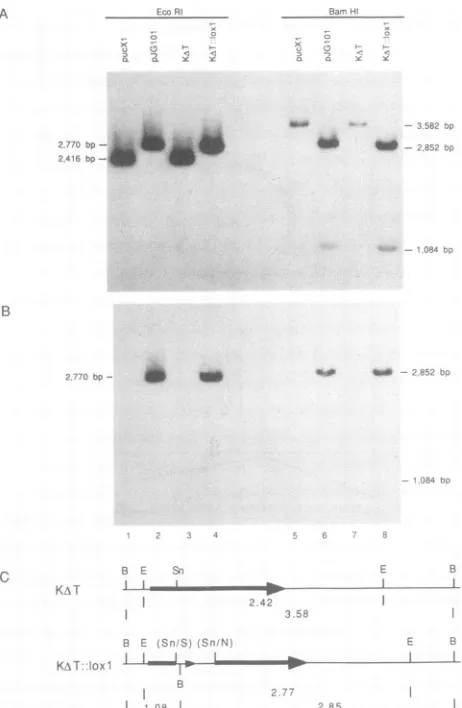 TABLE 1. Cre-mediated recombination efficiency