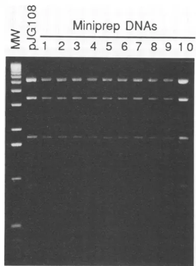 TABLE 2. Rescue of gB- phenotype of KAT::1oxl byCre-mediated insertion of pJG108 or pJG102
